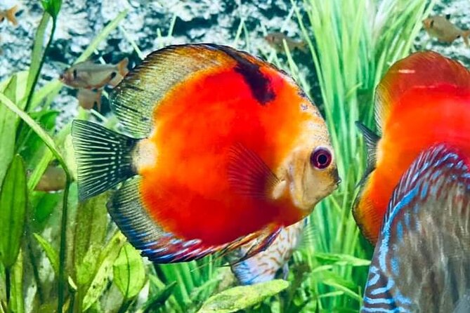 Angkor Wildlife & Aquarium Halfday Tour - Key Points