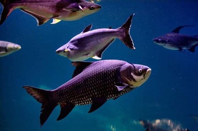 Angkor Wildlife & Aquarium Halfday Tour - Discover the Aquarium