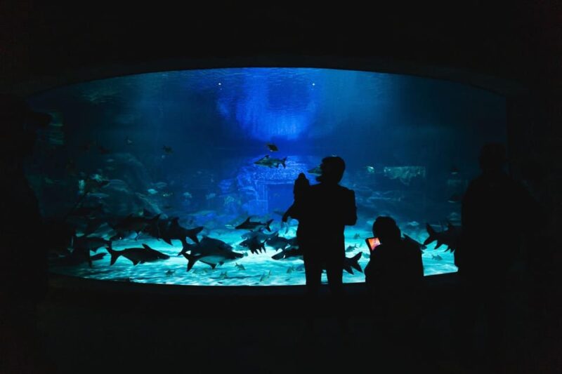 Angkor Wildlife & Aquarium - Aquarium Highlights