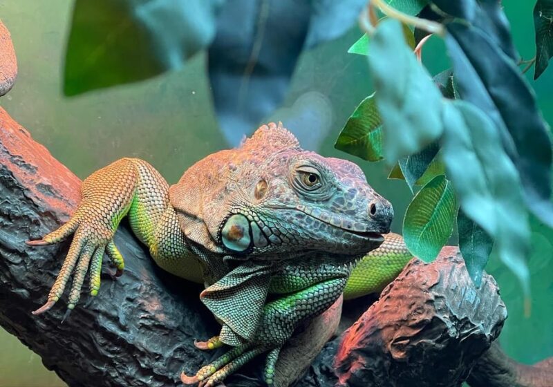 Angkor Wildlife & Aquarium - Wildlife Park Features