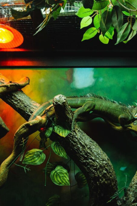 Angkor Wildlife & Aquarium - Transportation and Comfort
