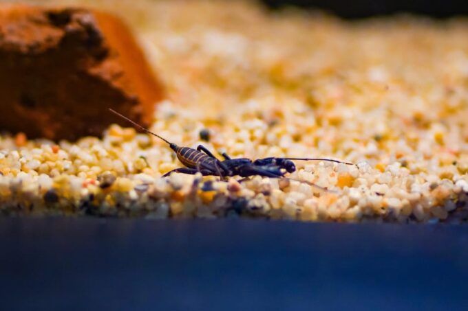 Angkor Wildlife & Aquarium - Frequently Asked Questions