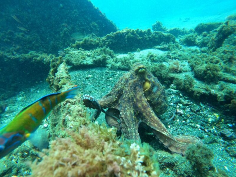 Angra Do Heroísmo: SSI Try Scuba Program in a Shipwreck - Frequently Asked Questions