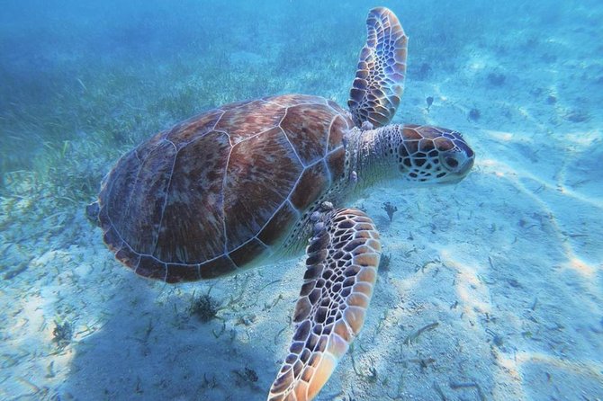 Anguilla and Prickly Pear Cays Day Trip - Customer Feedback and Ratings