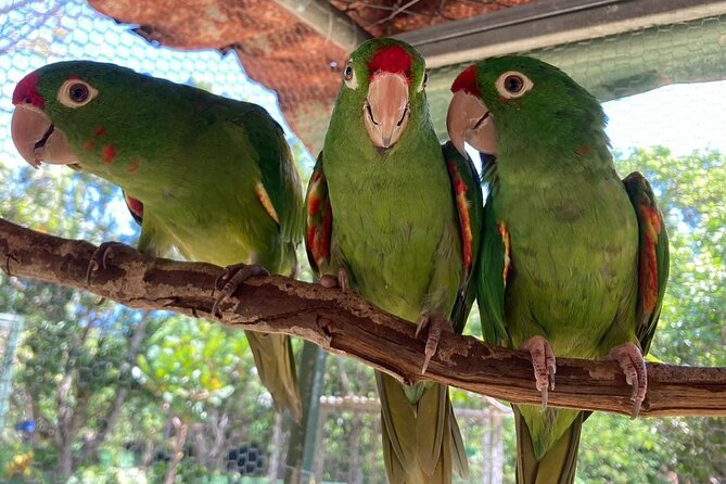 Animal Rescue Center Around San Jose - Experience Tour - Tour Highlights and Experiences