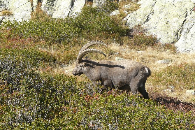 Animal Watching in Megève - Inclusions