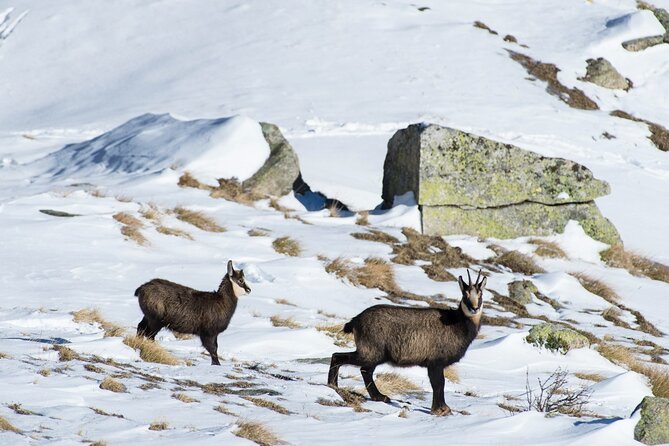 Animal Watching in Megève - Meeting Information