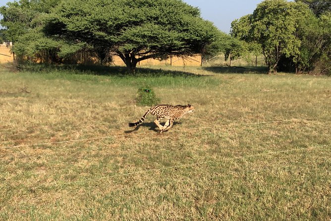Ann Van Dyk Cheetah Centre Tour From Johannesburg or Pretoria - Tour Details