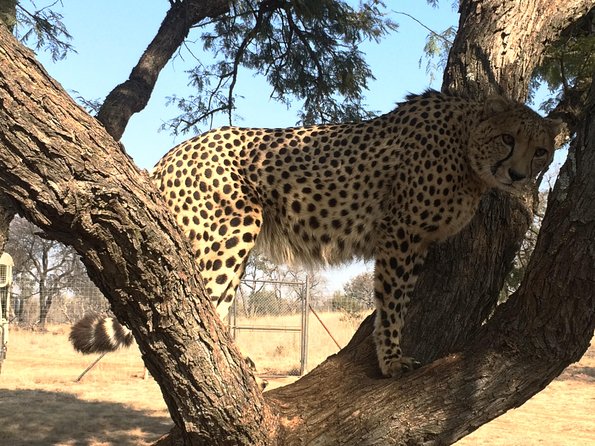 Ann Van Dyk Cheetah Centre Tour From Johannesburg or Pretoria - Conservation Efforts Highlighted