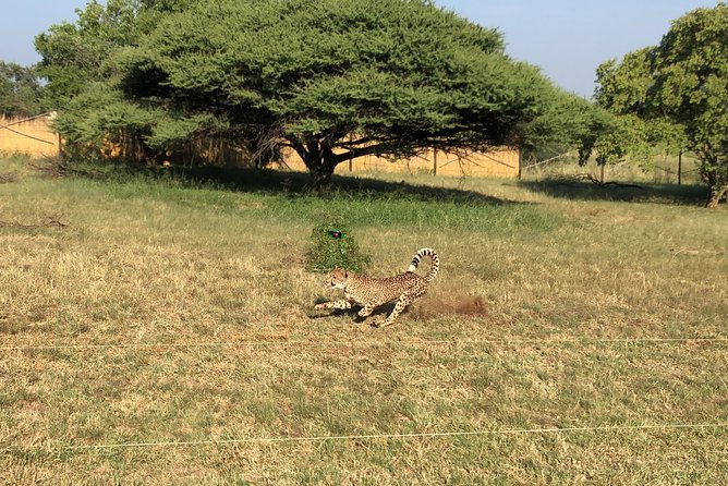 Ann Van Dyk Cheetah Centre Tour From Johannesburg or Pretoria - Memorable Wildlife Sightings