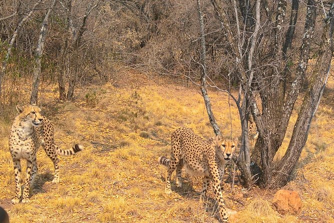Ann Van Dyk Cheetah Centre Tour From Johannesburg or Pretoria - Reviews and Experiences