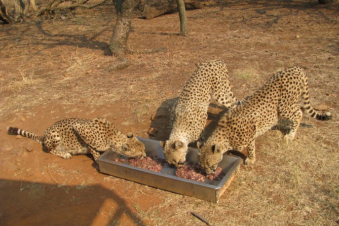 Ann Van Dyk Cheetah Centre Tour From Johannesburg or Pretoria - Conservation Efforts
