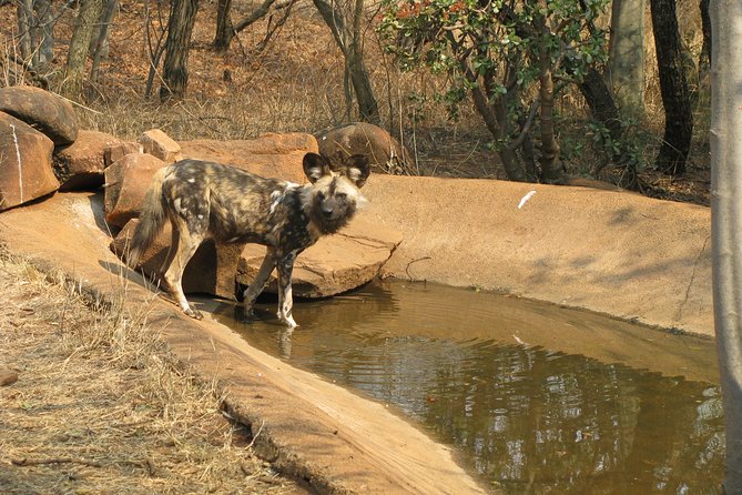 Ann Van Dyk Cheetah Centre Tour From Johannesburg or Pretoria - Travel Details
