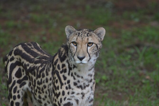 Ann Van Dyk Cheetah Centre Tour From Johannesburg or Pretoria - Interaction Experiences