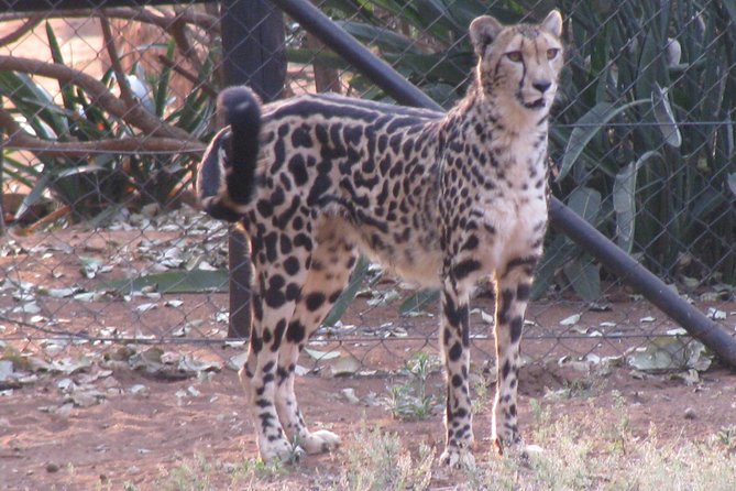 Ann Van Dyk Cheetah Centre Tour From Johannesburg or Pretoria - Wildlife Highlights