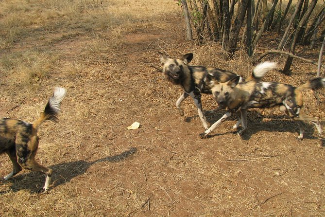Ann Van Dyk Cheetah Centre Tour From Johannesburg or Pretoria - Nearby Attractions