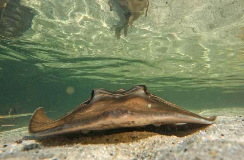 Anna Bay: Irukandji Entry + Coastal Currents Snorkel - Pricing and Value