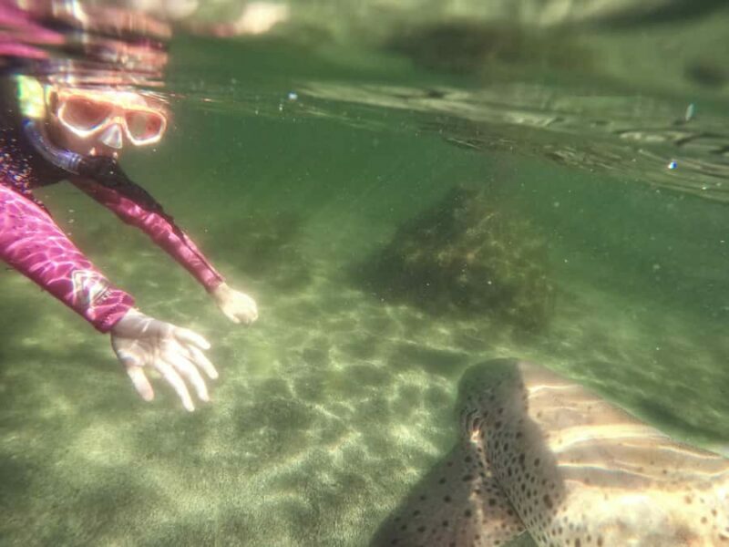 Anna Bay: Irukandji Entry with Zebra Shark Snorkel - Key Points