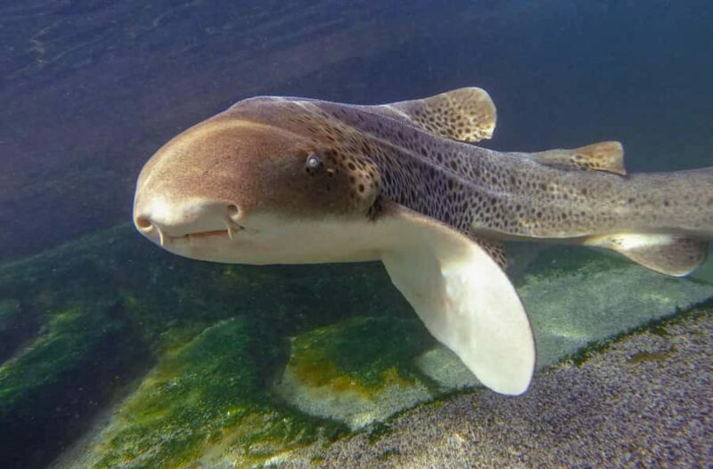 Anna Bay: Irukandji Entry with Zebra Shark Snorkel - A Thorough Look at the Experience