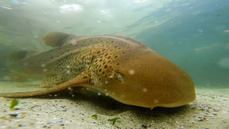 Anna Bay: Irukandji Entry with Zebra Shark Snorkel - Final Thoughts