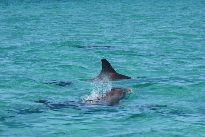 Anna Maria island 2 hour Dolphin Tours - Final Words