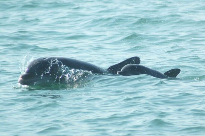 Anna Maria Island and Bradenton: Sunset Kayak Dolphin Tour - Frequently Asked Questions
