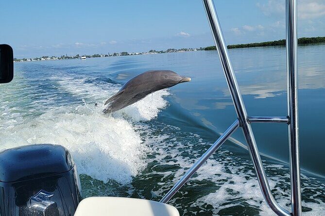 Anna Maria Island Dolphin Sightseeing Adventure - An Overview of the Experience