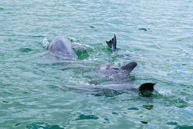 Anna Maria Island Dolphin Sightseeing Adventure - The Guide and Crew: Why They Matter