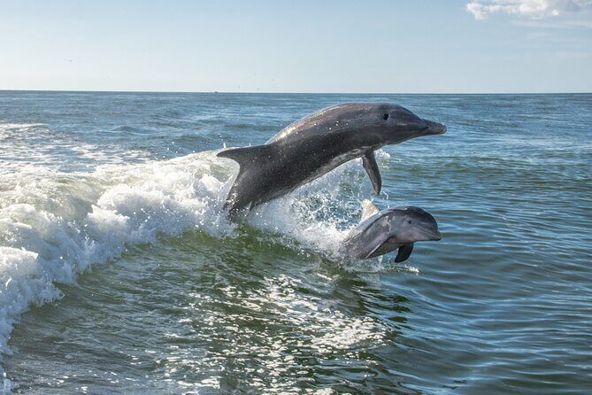 Anna Maria Island Dolphin Sightseeing Adventure - Practical Tips for Your Trip