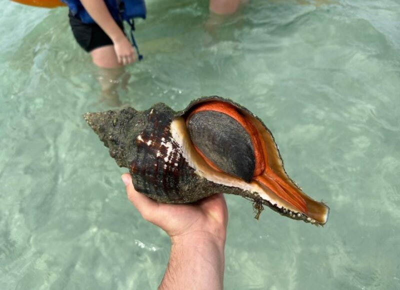 Anna Maria Island: The Island Kayak Tour - Activity Highlights