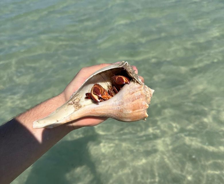 Anna Maria Island: The Island Kayak Tour - Snorkeling Adventure