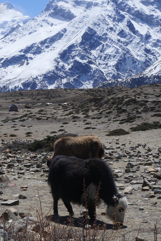 Annapurana Circuits With Adventure- 10DAYS From Kathmandu - Trekking Experience