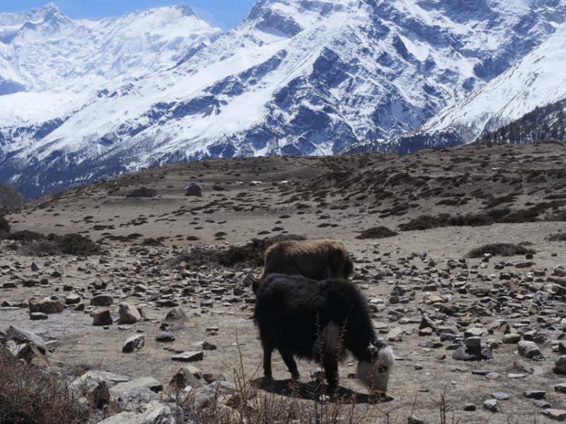 Annapurana Circuits With Adventure- 10DAYS From Kathmandu - Inclusions