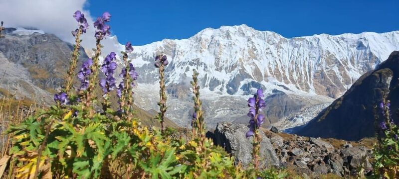 Annapurna Base Camp : 7-Day Moderate Round Trek. - Itinerary Breakdown