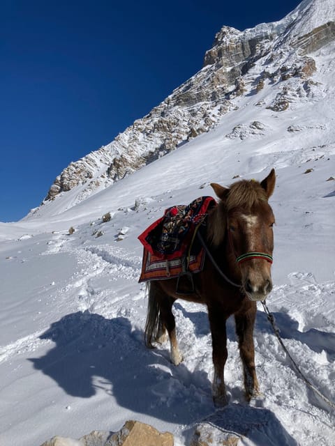 Annapurna Base Camp Trekking - Frequently Asked Questions