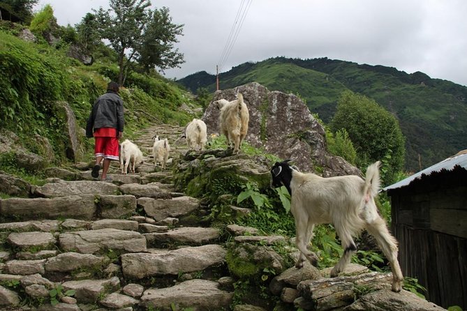 Annapurna Mini Trek - Accommodation and Dining on the Trail