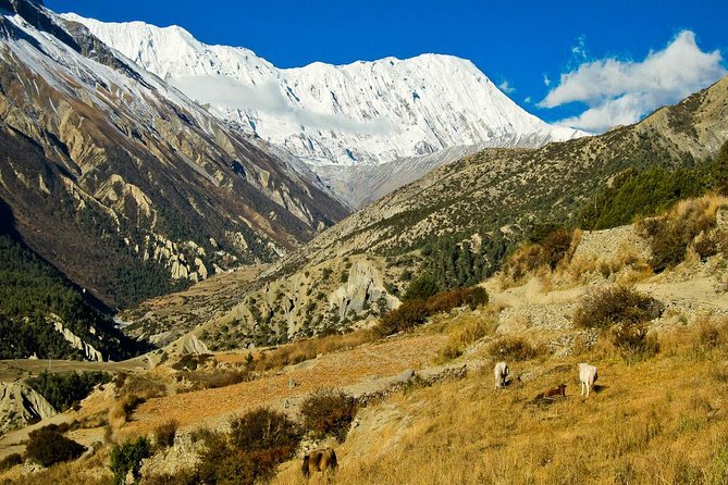 Annapurna Tilicho Pass Trekking Review - Trekking Gear and Support