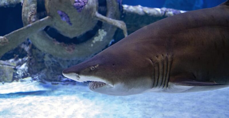 Antalya Aquarium & Face2Face Wax Museum & Shopping - Unique Activities