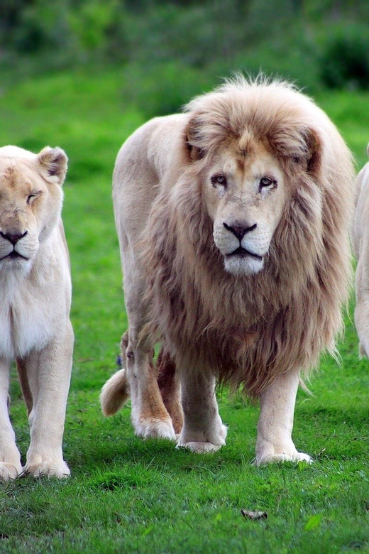 Antalya: Lion Safari Experience With Transfer - Safari Experience