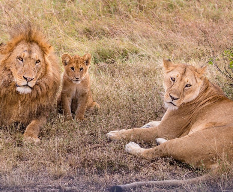 Antalya: Lion Safari Experience With Transfer - Transportation and Logistics