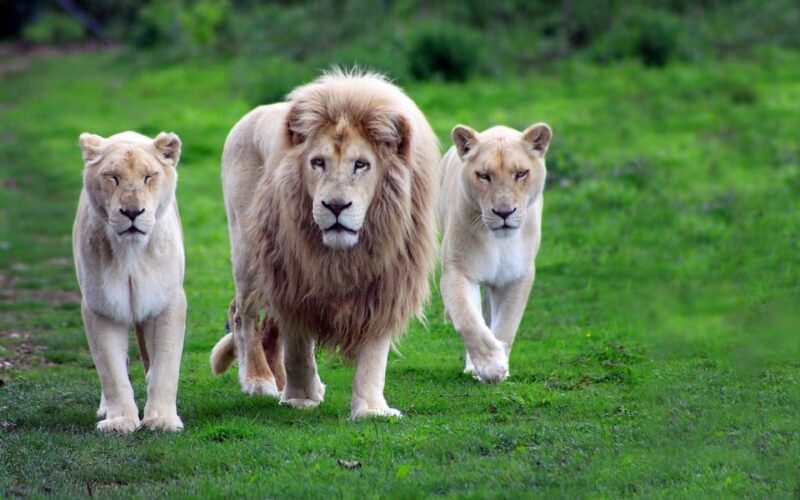 Antalya: Lion Safari Experience With Transfer - Destination Highlights