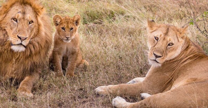 Antalya: Lion Safari Experience With Transfer - Safety Precautions