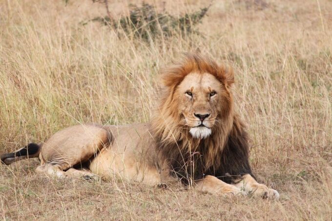 Antalya: Lion Safari Experience With Transfer - Frequently Asked Questions