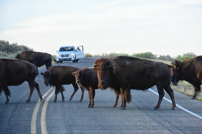 Antelope Island Sunset Wildlife Expedition Great Salt Lake Tour - The Itinerary: A Deeper Look