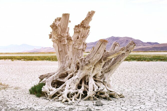 Antelope Island Wildlife Expedition Great Salt Lake Adventure - The Sum Up: Who Will Love This Tour?