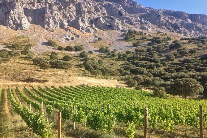 Antequera Classic Winery Tour - Highlights of the Experience