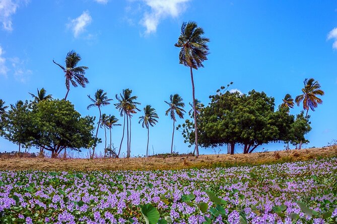 Antigua Shore Excursion: Round Island Tour - Duration and Location