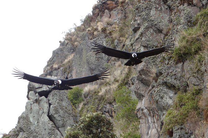 Antisana and Condors Watching Day Trip - Itinerary and Highlights