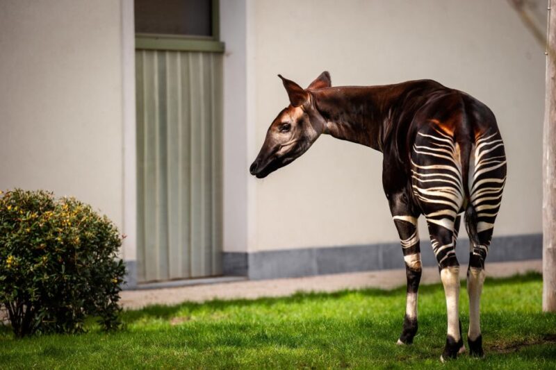 Antwerp: ZOO Entry Ticket - Zoo History and Overview
