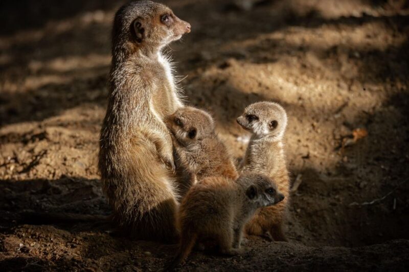 Antwerp: ZOO Entry Ticket - Animal Diversity and Habitats